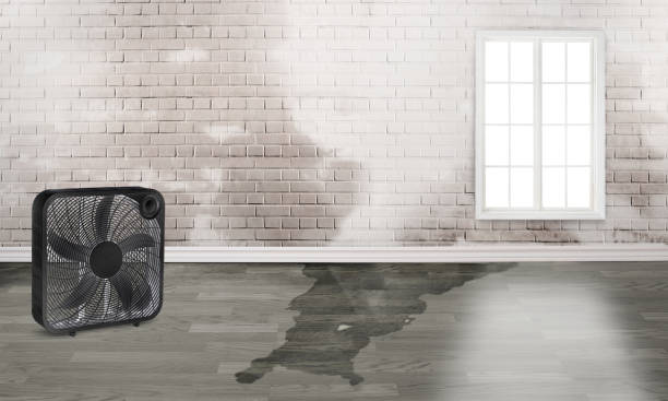Best Basement water damage restoration  in New York Mills, MN